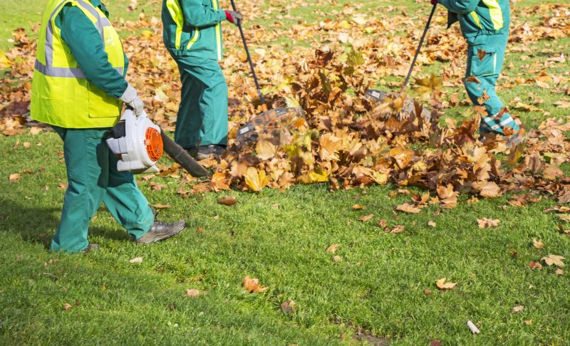 Professionals Removing Leaves