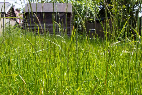 Cost of Overgrown Lawn Trimming in Bossier City