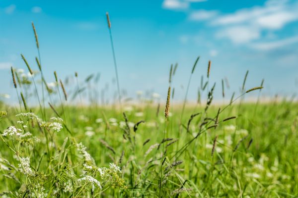 Cost of High Grass Trimming in Bossier City